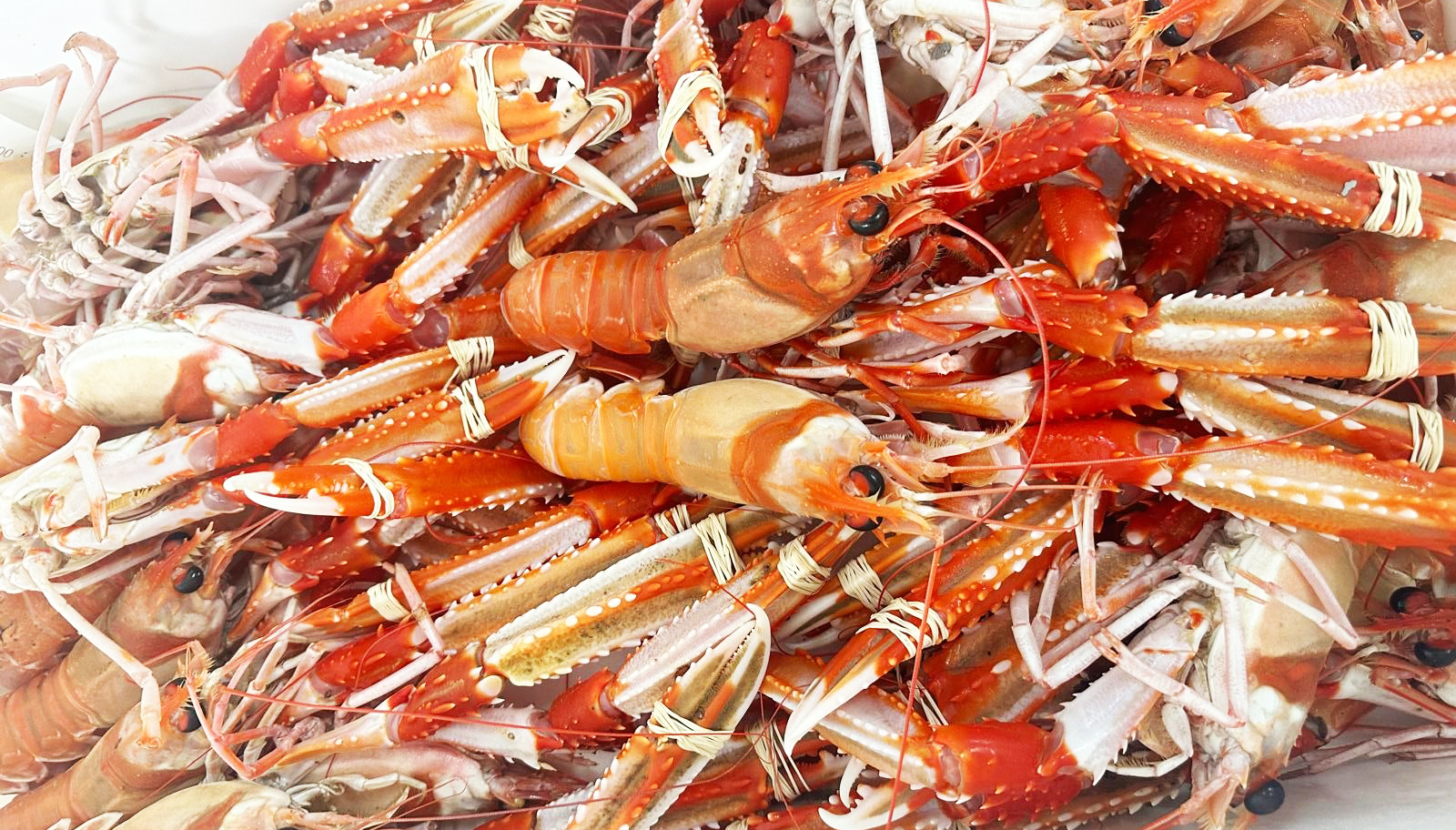 Cocedero de Mariscos